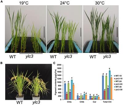 The Rice Aspartyl-tRNA Synthetase YLC3 Regulates Amino Acid Homeostasis and Chloroplast Development Under Low Temperature